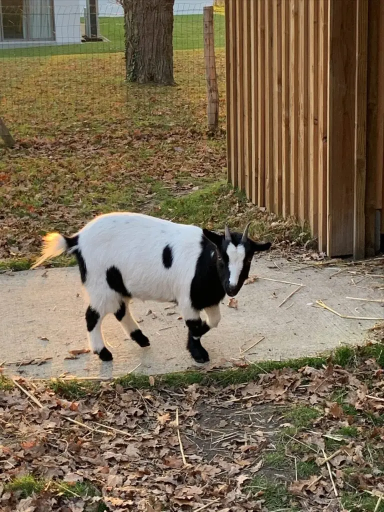 2021 CHEVRE 2