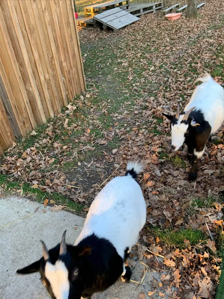 2021 CHEVRE