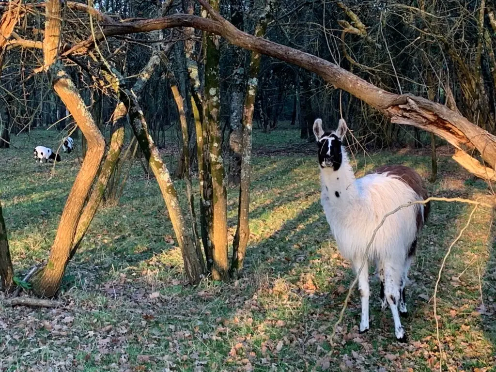 2021 LAMA